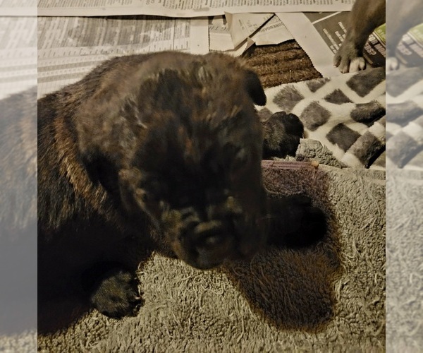 Medium Photo #9 Cane Corso Puppy For Sale in NUNICA, MI, USA