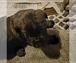 Small Photo #9 Cane Corso Puppy For Sale in NUNICA, MI, USA