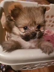 Yoranian Puppy for sale in JACKSONVILLE, FL, USA