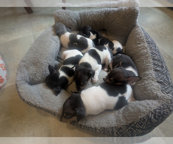 Medium Photo #1 Rat Terrier Puppy For Sale in CALDWELL, ID, USA