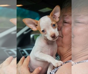 Chihuahua-Unknown Mix Dogs for adoption in Wakefield, RI, USA