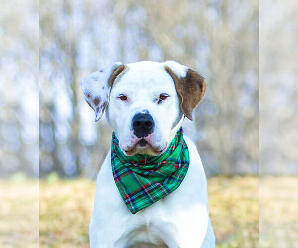 Medium Photo #8 Mutt Puppy For Sale in Unionville, PA, USA