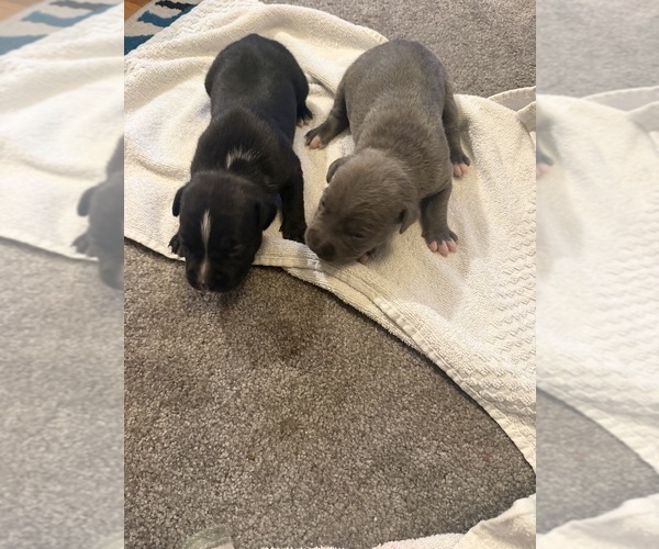 Medium Photo #1 American Bully Puppy For Sale in COLUMBIA HEIGHTS, MN, USA
