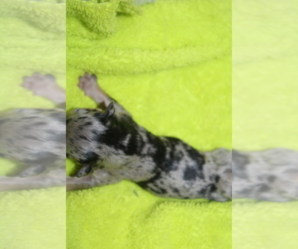 Medium Photo #14 French Bulldog Puppy For Sale in SPRING, TX, USA