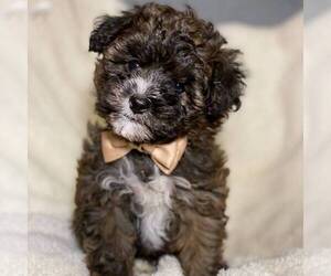 YorkiePoo Puppy for sale in MIDDLESEX, NY, USA