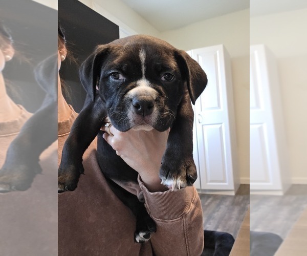 Medium Photo #2 American Bully Puppy For Sale in PADUCAH, KY, USA