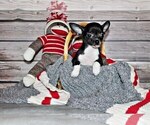Small Photo #5 Chihuahua Puppy For Sale in CHARLESTON, AR, USA