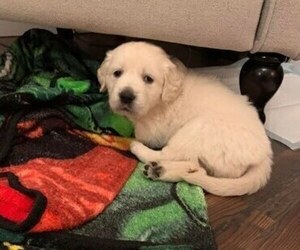 English Cream Golden Retriever Puppy for sale in COLUMBUS, OH, USA
