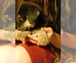 Small Photo #22 Golden Labrador Puppy For Sale in IDAHO SPRINGS, CO, USA