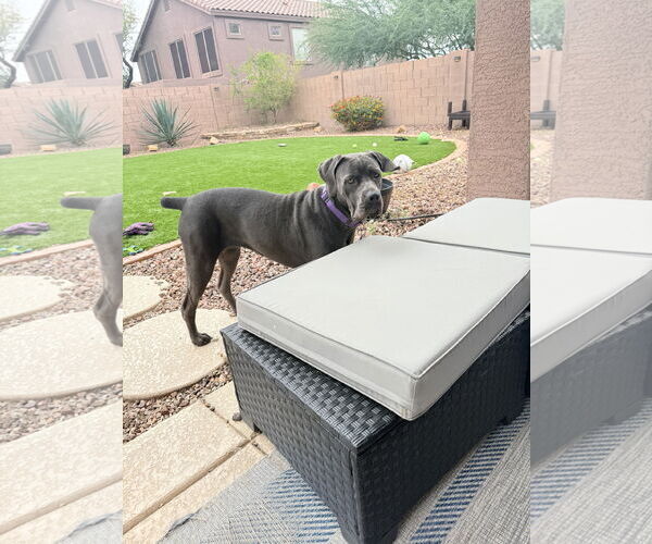 Medium Photo #3 Mutt Puppy For Sale in Goodyear, AZ, USA