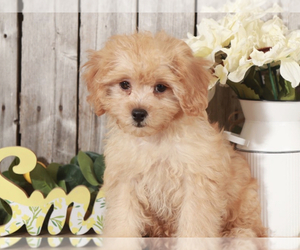 ShihPoo Puppy for sale in MOUNT VERNON, OH, USA