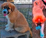 Small Photo #11 Anatolian Shepherd-Great Pyrenees Mix Puppy For Sale in RENO, NV, USA