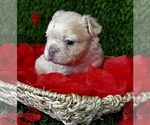 Small #3 French Bulldog
