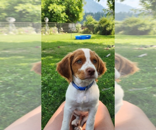 Medium Photo #1 Brittany Puppy For Sale in COLVILLE, WA, USA