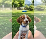 Small Brittany