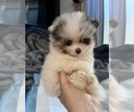Small #12 Pomeranian