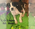 Small Boxer Mix
