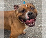 Small #3 American Bulldog Mix