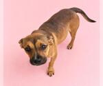 Small #1 Mutt