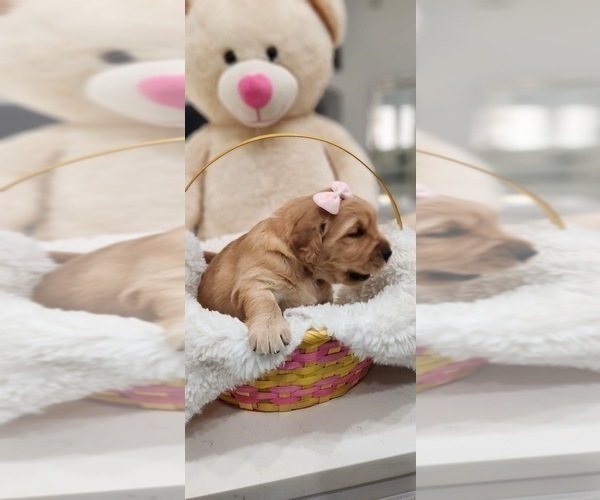 Medium Photo #7 Golden Retriever Puppy For Sale in ORLANDO, FL, USA