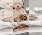 Small Photo #7 Golden Retriever Puppy For Sale in ORLANDO, FL, USA