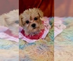 Small #3 Yorkshire Terrier