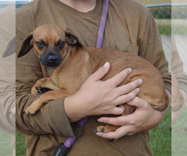 Medium Photo #2 Chiweenie Puppy For Sale in Huntley, IL, USA