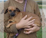 Small #1 Chiweenie