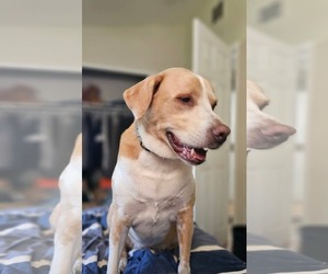 Labrador Retriever-Unknown Mix Dogs for adoption in Germantown, OH, USA