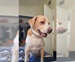 Small Labrador Retriever Mix