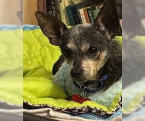 Chihuahua-Unknown Mix Dogs for adoption in San Diego, CA, USA