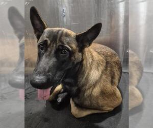 Mutt Dogs for adoption in San Antonio, TX, USA