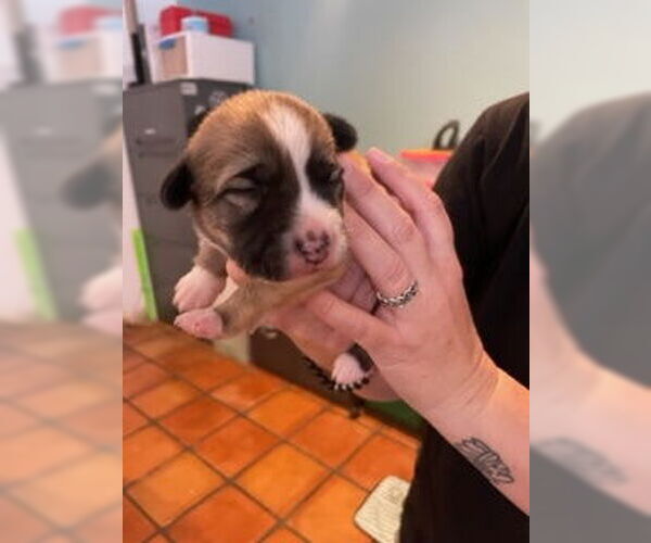 Medium Photo #6 Mutt Puppy For Sale in San Diego, CA, USA