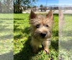 Small #5 Norwich Terrier
