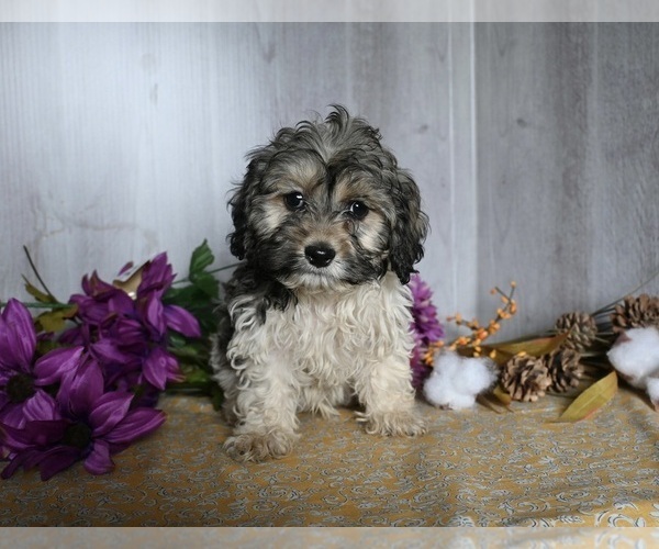 Medium Photo #1 Zuchon Puppy For Sale in DRESDEN, OH, USA