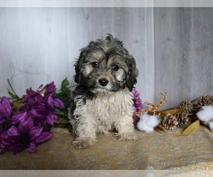 Zuchon Puppy for sale in DRESDEN, OH, USA