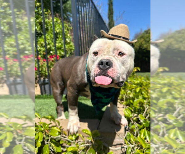 Medium Photo #3 American Bulldog-American Staffordshire Terrier Mix Puppy For Sale in Redlands, CA, USA