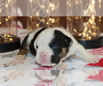 Small Photo #14 English Bulldog Puppy For Sale in WINNSBORO, TX, USA