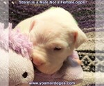 Small Photo #42 Dogo Argentino Puppy For Sale in JANE, MO, USA