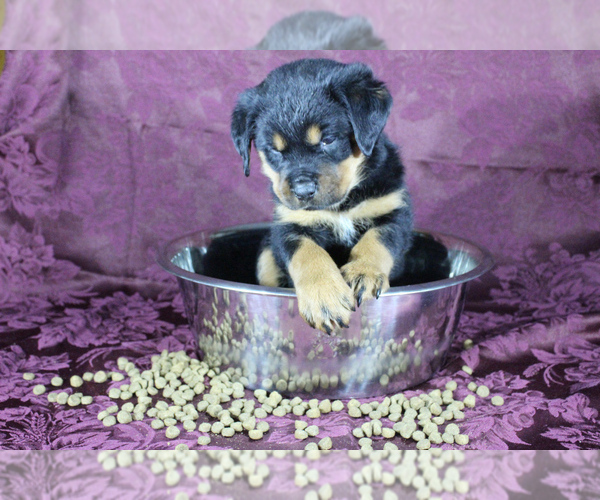 Medium Photo #13 Rottweiler Puppy For Sale in HEMINGWAY, SC, USA