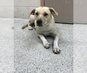 Labrador Retriever-Unknown Mix Dogs for adoption in Conroe, TX, USA
