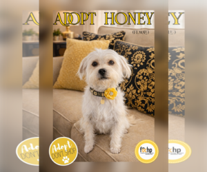 Havanese Dogs for adoption in Menifee, CA, USA