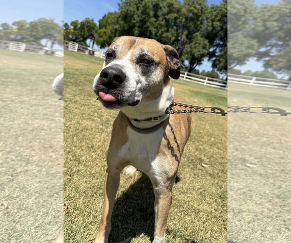 Medium Photo #1 Labrador Retriever-Unknown Mix Puppy For Sale in Davis, CA, USA