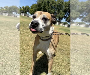 Labrador Retriever-Unknown Mix Dogs for adoption in Davis, CA, USA