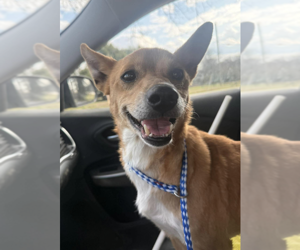 Medium Photo #1 Mutt Puppy For Sale in Candler, NC, USA