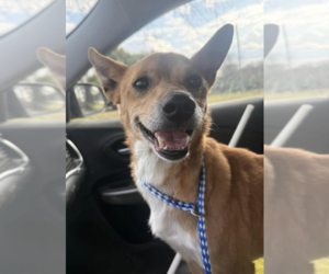 Mutt Dogs for adoption in Candler, NC, USA