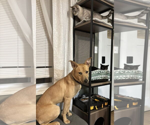 Medium Photo #2 Mutt Puppy For Sale in Germantown, OH, USA