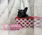 Small Photo #15 French Bulldog Puppy For Sale in CLIFTON, NJ, USA