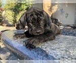 Small #4 Cane Corso