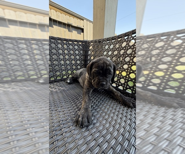 Medium Photo #6 Cane Corso-Mastiff Mix Puppy For Sale in NEW CANEY, TX, USA